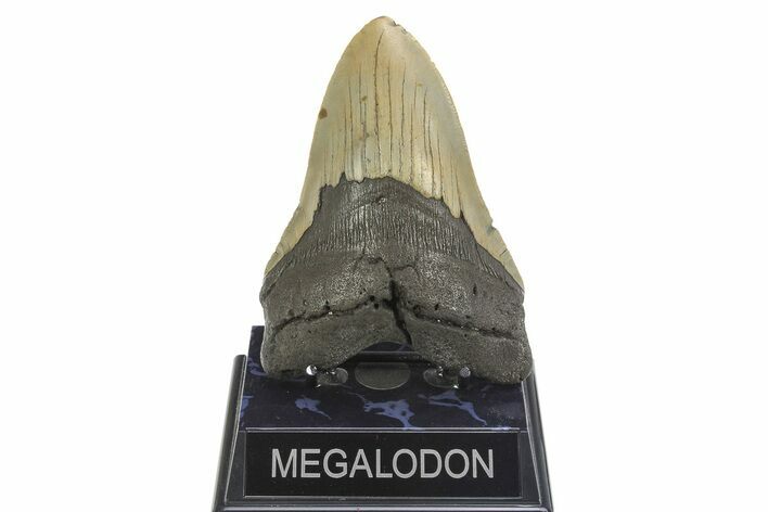 Serrated, Fossil Megalodon Tooth - North Carolina #299039